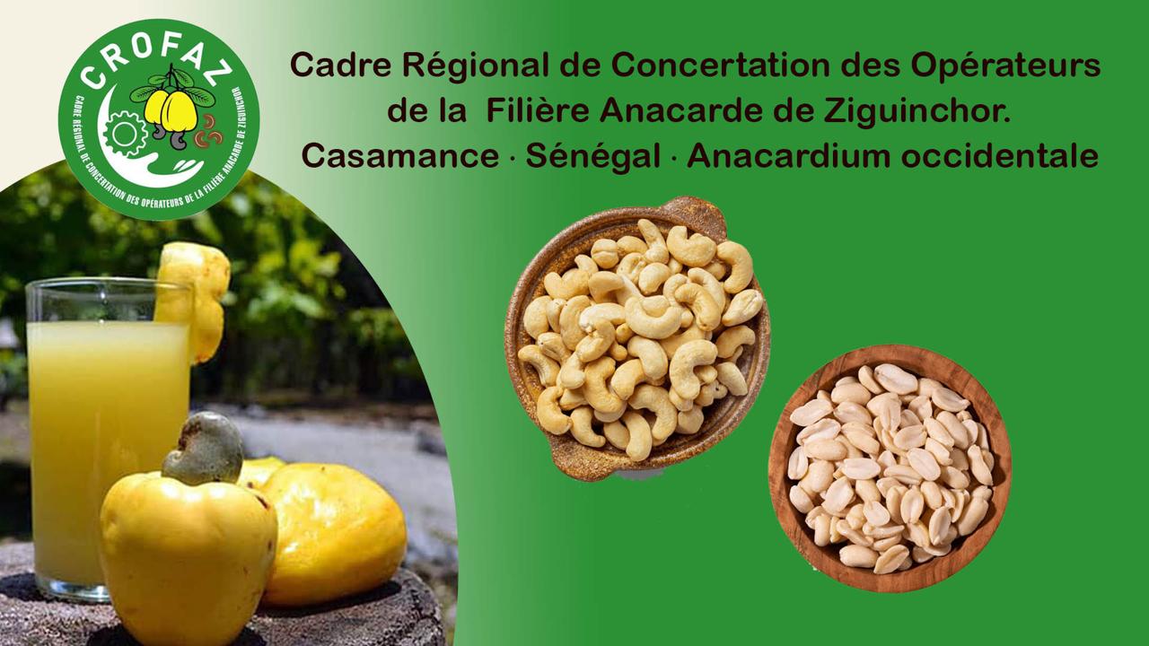 CROFAZ — Filière Anacarde de Ziguinchor
